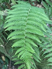 Goniopteris sclerophylla