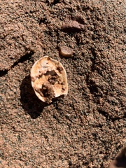 Crepidula plana