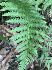 Goniopteris sclerophylla