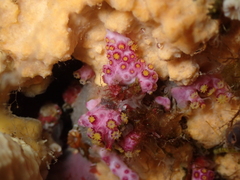 Alcyonium coralloides