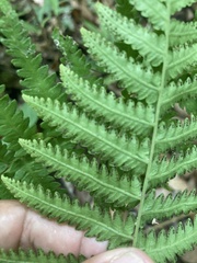Goniopteris sclerophylla