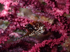 Pteria hirundo