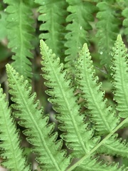 Goniopteris sclerophylla