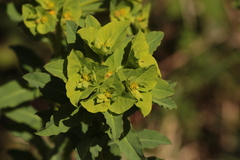 Euphorbia hirsuta