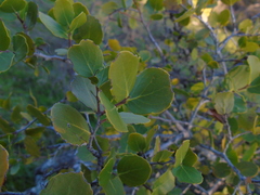 Quillaja saponaria