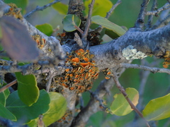 Teloschistes chrysophthalmus