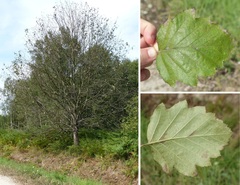 Karpatiosorbus latifolia