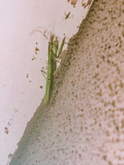 Mantis religiosa