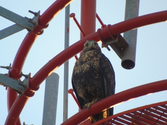 Geranoaetus melanoleucus