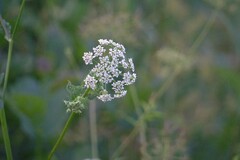 Chaerophyllum aromaticum