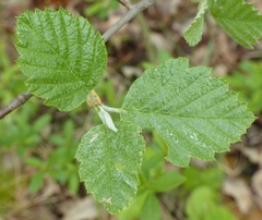 Karpatiosorbus latifolia
