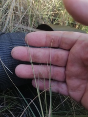 Cleistogenes squarrosa