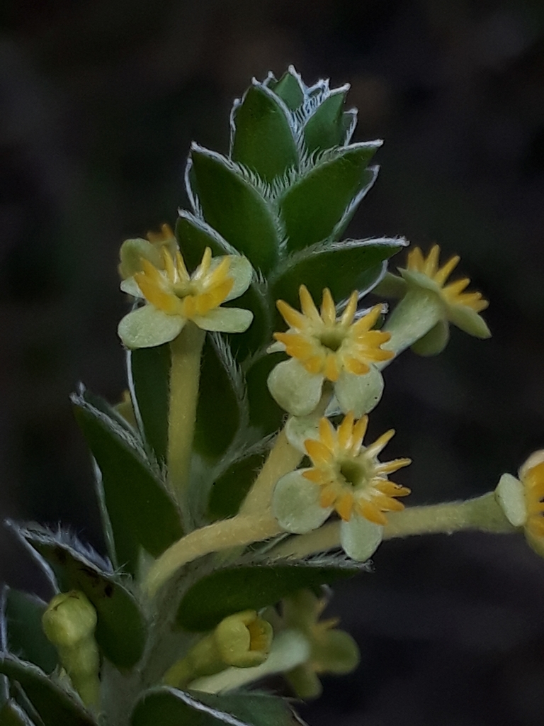 Evening Capespray