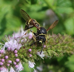 Eumenes verticalis