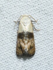 Eugnosta erigeronana