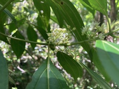Miconia borinquensis