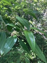 Miconia borinquensis