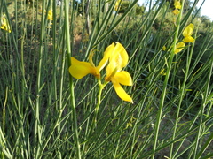 Spartium junceum