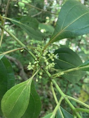 Miconia borinquensis