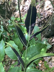 Mickelia pergamentacea