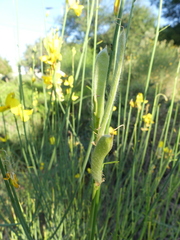 Spartium junceum