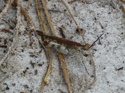 Longhorn Band-wing Grasshopper