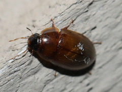 Cymbiodyta bifidus