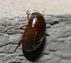 Cymbiodyta bifidus