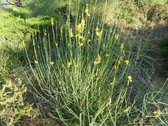Spartium junceum