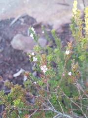Zanthoxyloideae