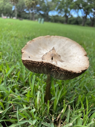 Chlorophyllum molybdites image