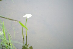 Sagittaria sagittifolia