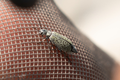 Epicauta maculata-group