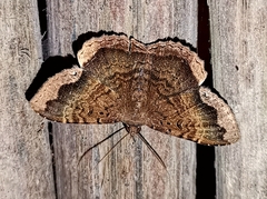 Hemeroblemma malitiosa