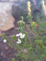 Zanthoxyloideae