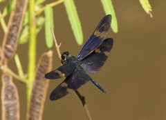 Rhyothemis regia