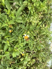 Apis mellifera