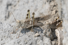 Trimerotropis salina