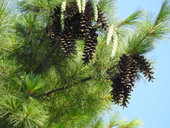 Pinus strobus