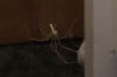 Pholcus phalangioides