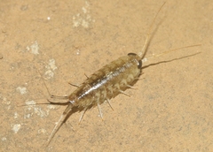 Ligia hawaiensis