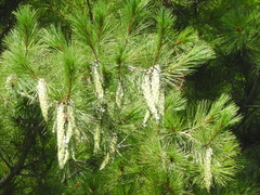 Pinus strobus