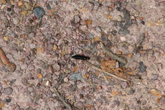 Philonthus decorus