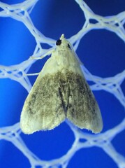 Lipocosmodes fuliginosalis