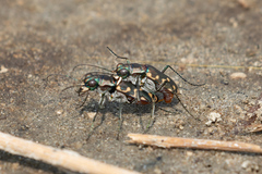 Cicindela haemorrhagica