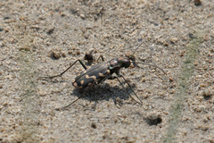 Cicindela haemorrhagica