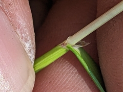Melica spectabilis