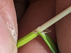 Melica spectabilis