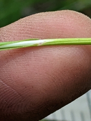 Melica spectabilis