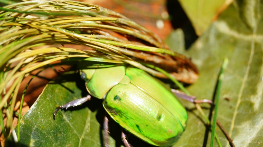 Chrysina prasina